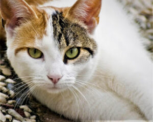 Aegean Cat The Charming and Natural Greek Feline