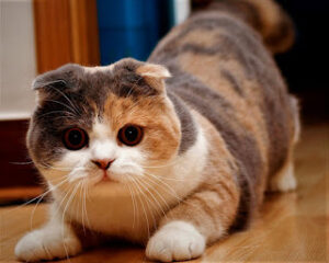 Scottish Fold Cat