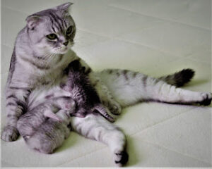 Scottish Fold Cat
