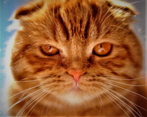 Scottish Fold Cat