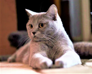 The Scottish Straight Cat A Charming Cousin of the Scottish Fold