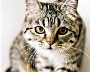 The Scottish Straight Cat A Charming Cousin of the Scottish Fold