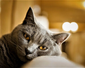 The Chartreux Cat A Rare and Enigmatic Feline Companion