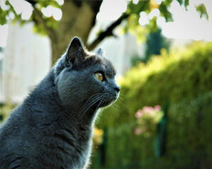 The Chartreux Cat A Rare and Enigmatic Feline Companion